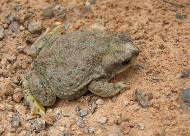 Red-spotted Toad
